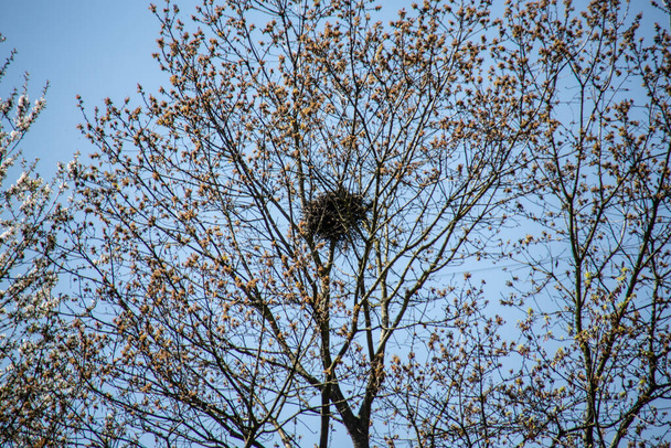 Tree with a large crown and bird's nest - Photo, Image