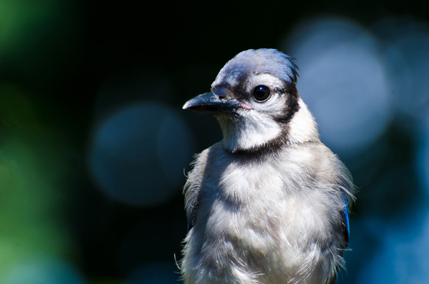 Blue Jay Close Up - Фото, изображение