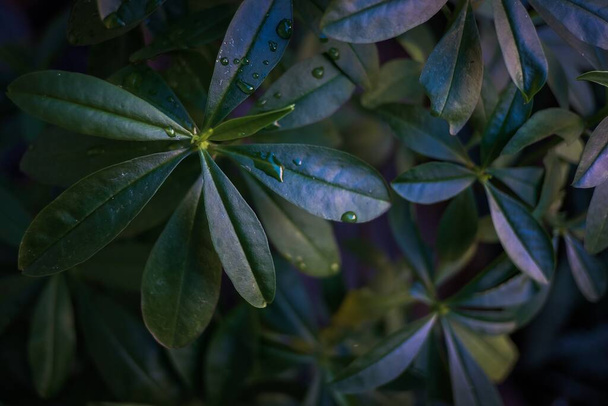 Kauniit vihreät lehdet koristekasvien puutarhassa
  - Valokuva, kuva