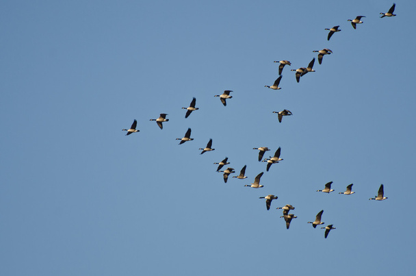 Grande rebanho de gansos do Canadá voando no céu azul
 - Foto, Imagem