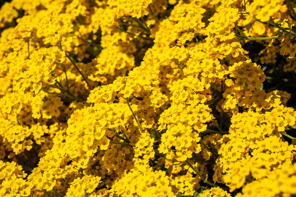 Wildflowers with yellow flowers - Photo, Image