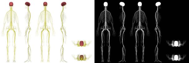 Human Anatomy Female Nervous System - Photo, Image
