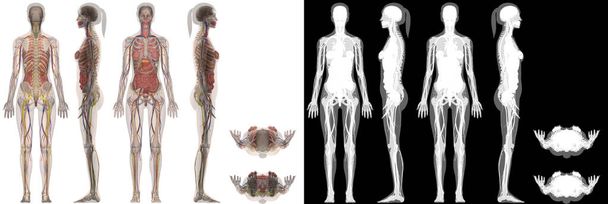 Ανθρώπινο γυναικείο σώμα ανατομίας - Φωτογραφία, εικόνα