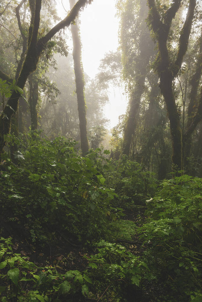Moody jungle landscape with fog on Acatenango volcano in Guatemala - Photo, Image