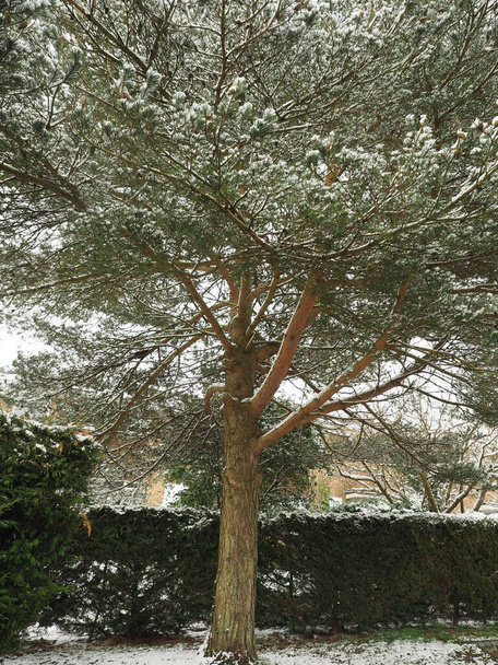 osamělá borovice zaprášená sněhem u živého plotu - Fotografie, Obrázek