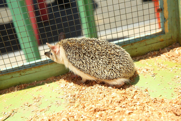 Sharpened hedgehog stuck in a cage . European hedgehog caught in a trap intended for a rodent such as a rat. - Photo, Image