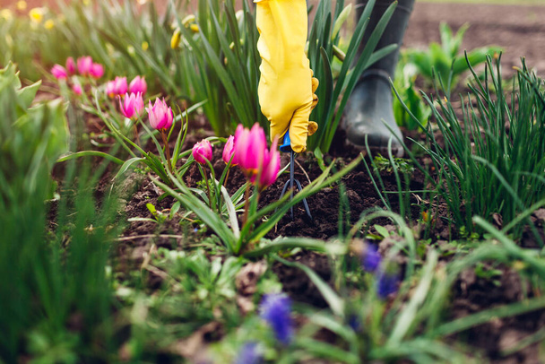 Agricultor aflojando el suelo con tenedor de mano entre los tulipanes de primavera flores en el jardín. Agricultura y jardinería, concepto de hobby
 - Foto, Imagen
