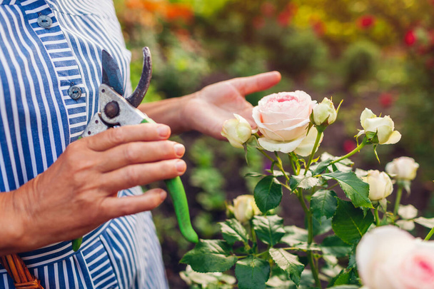 庭で花を集める先輩女性。中年の女性は剪定はさみでバラを切っています。園芸の概念。ライフスタイル - 写真・画像