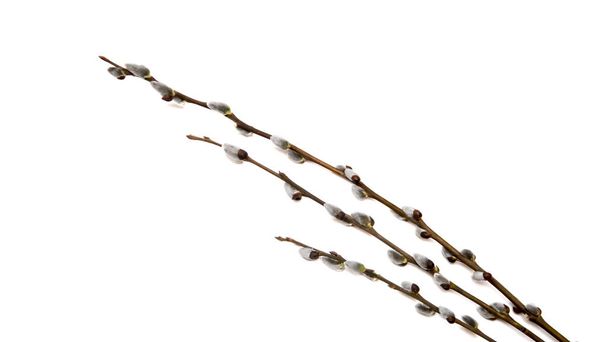 Branches de saule sur fond blanc
 - Photo, image