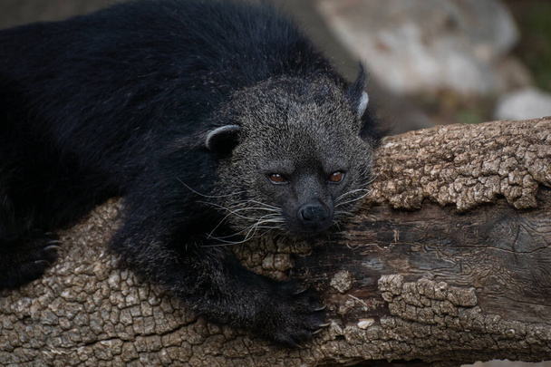 Retrato de um binturong descansando em um log, também conhecido como bearcat
 - Foto, Imagem