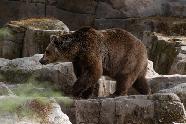 Ritratto di un orso bruno maschio che passeggia tra le rocce in estate
 - Foto, immagini