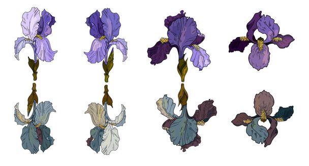 Set of vector irises.Botanical illustration of vector flowers. Use for banners, design, textile, print, web sites, wallpapers, illustrations of books, postcards, leaflets and posters.Flowers and buds. - Vector, Image