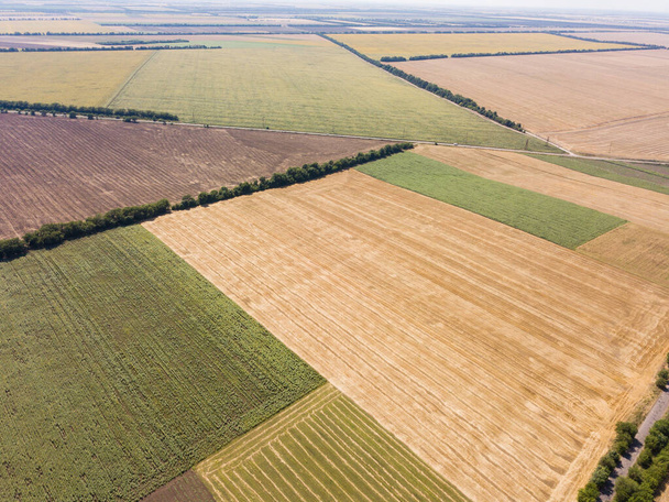 Aerial top view from drone to sunflower and wheat fields at summer time - Foto, Bild