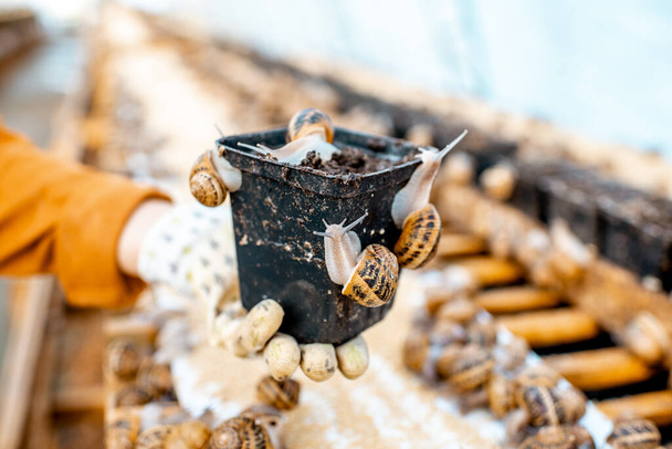 Vaso per l'allevamento di lumache in un'azienda agricola con lumache
 - Foto, immagini