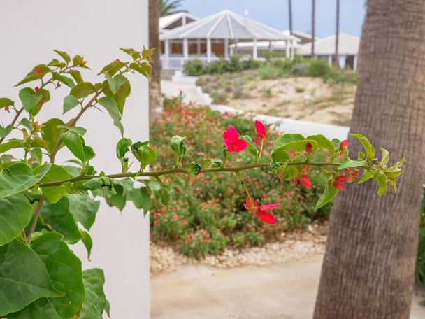 Colorfu red and pink Bougainvillea flowers on a long brunch of a green bush growing  near the path along Mediterranean sea at Nissi beach in Aiya Napa, Cyprus. White pavilion cafe at the background. - Zdjęcie, obraz
