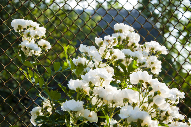 λευκό τριαντάφυλλο ανθίζει σε σιδερένιο φράχτη. - Φωτογραφία, εικόνα