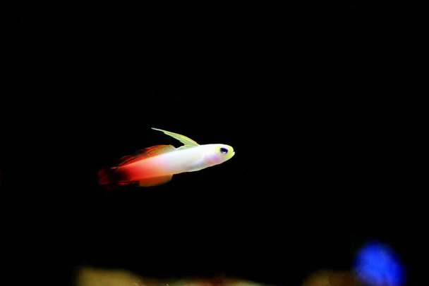 Κόκκινη φωτιά goby fish - Nemateleotris magnifica - Φωτογραφία, εικόνα