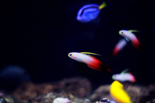赤い火のゴービー魚 – Nemateleoris gmaga - 写真・画像