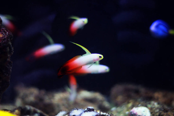 Czerwony ogień goby ryba - Nemateleotris magnifica - Zdjęcie, obraz