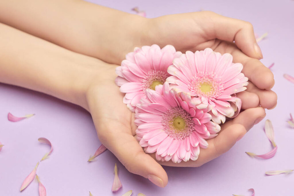 Bouquet printanier de fleurs de gerbera dans les mains de femmes sur un fond violet avec de petits pétales roses. Ressentez le concept du printemps. Femmes perspectives sur les soins de la peau
. - Photo, image