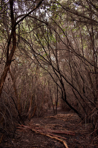 リヒェンは森の床で育ち - 写真・画像