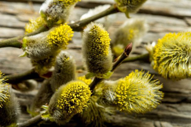 Nature awakes in spring. Blooming willow twigs and furry willow-catkins, so called "seals" or "cats". Palm Sunday. Holly willow (Salix caprea) is a national symbol of Ukraine. - Photo, Image
