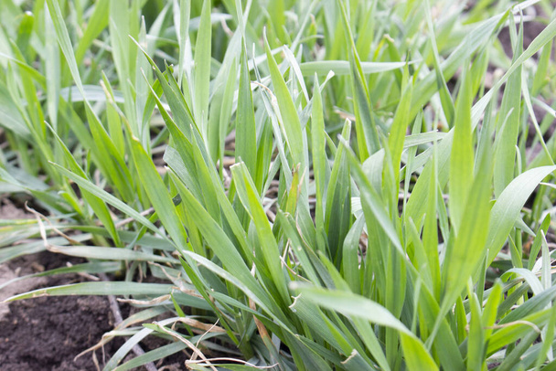 Зеленые кусты молодой озимой пшеницы весной растут на поле
. - Фото, изображение