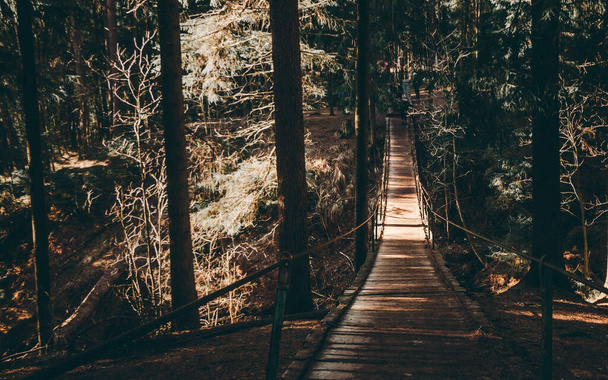 Puente colgante en el bosque de pinos. Clima soleado y siluetas de árboles oscuros
 - Foto, imagen