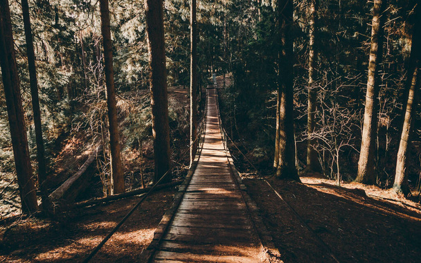 松林の中の吊り橋。晴れた日と暗い木のシルエット - 写真・画像