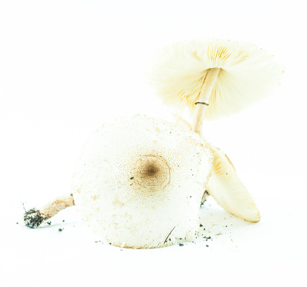 Poison mushrooms with clay isolated - wild mushrooms - Photo, Image