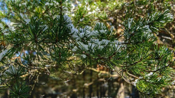 Borovicová větev se zbytky sněhu zblízka na jasném mrazivém březnovém dni. - Fotografie, Obrázek