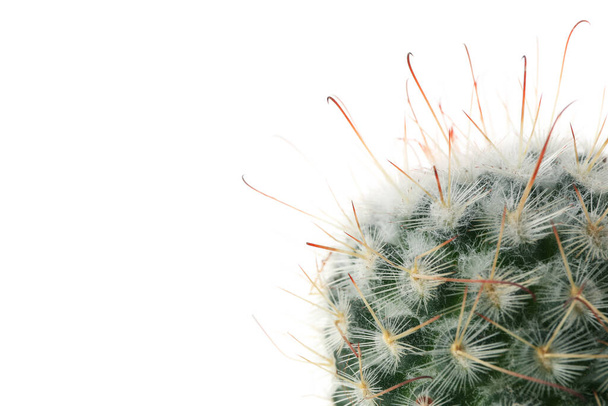 Cactus aislado sobre fondo blanco, de cerca
 - Foto, Imagen