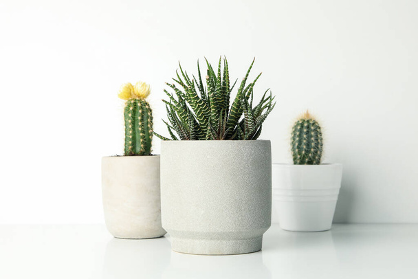 Succulent plants in pots on white background, close up - Foto, afbeelding