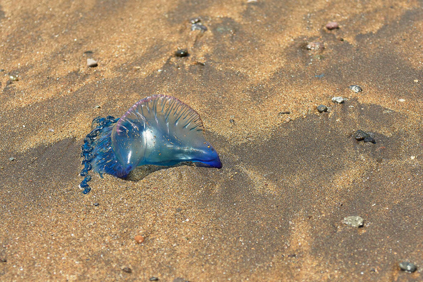 méduses bleues sur le rivage de la plage
 - Photo, image