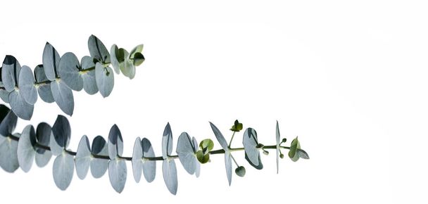 Medicinal leaves of eucalyptus - Eucalyptus little boy blue - Zdjęcie, obraz