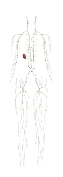 Sistema linfático femenino de la anatomía humana de detrás
 - Foto, imagen