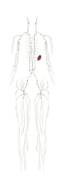 Human Anatomy Female Lymphatic System From Front - Photo, Image