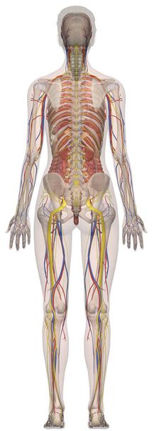 Человеческая анатомия Женское тело спереди
 - Фото, изображение
