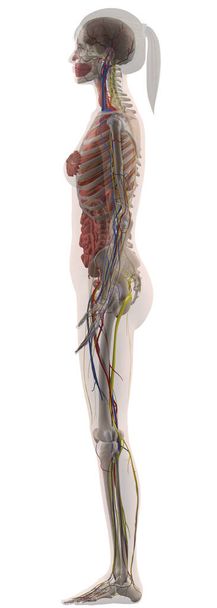 Menschliche Anatomie weiblicher Körper von vorne - Foto, Bild