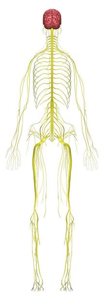 Humán anatómia Női idegrendszer hátulról - Fotó, kép