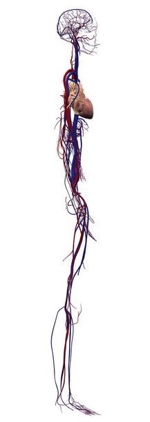 Людська анатомія чоловіча кровоносна система - Фото, зображення