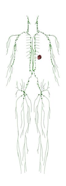 Menselijke anatomie Man lymfatisch systeem van voren - Foto, afbeelding