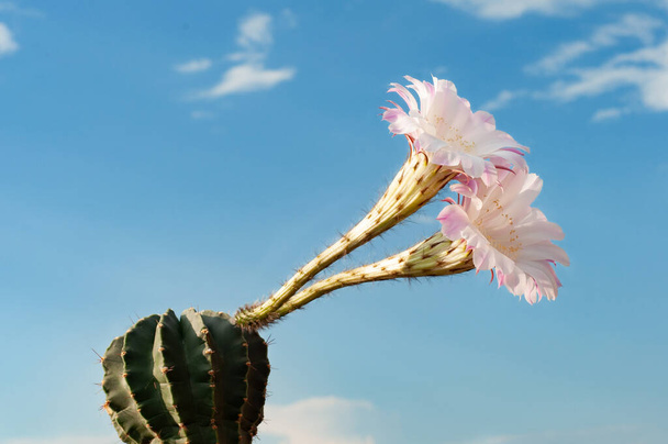 Çiçekli kaktüs ekinopsi bulutlu güneşli gökyüzünün arka planında. Pembe çiçek. - Fotoğraf, Görsel