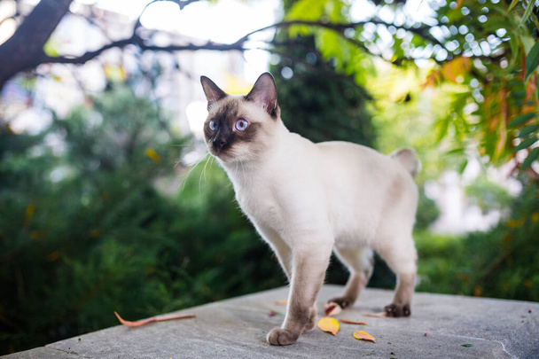 Syjamski kot samiec Mekong Bobtail rasa na świeżym powietrzu w parku. Kot chodzi z niebieską smycz na podwórku. Temat bezpiecznego spaceru. kot domowy na smyczy na zewnątrz. - Zdjęcie, obraz
