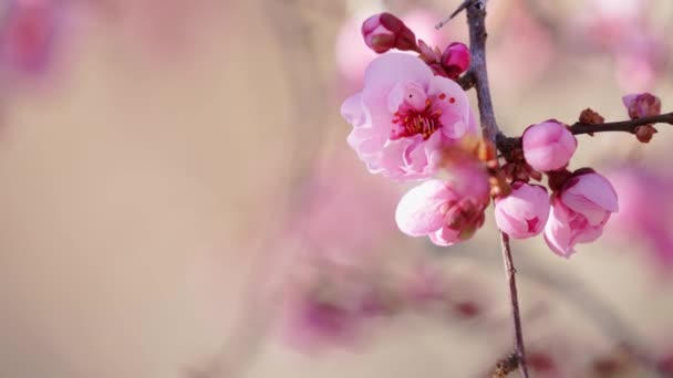 roze bloemen op boomtakken, bloesem op zonnige lentedag - Video