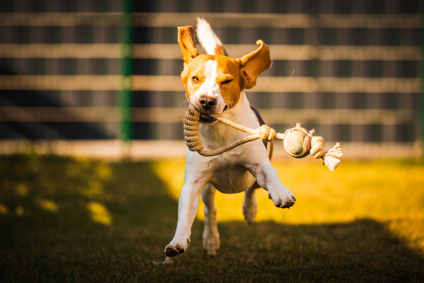 Happy beagle dog in backyard runs and hops jocularly with the toy towards camera - Photo, Image