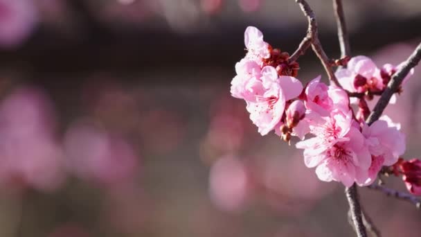 różowe kwiaty na gałęziach drzew, kwiaty w słoneczny wiosenny dzień - Materiał filmowy, wideo
