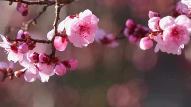 roze bloemen op boomtakken, bloesem op zonnige lentedag - Video