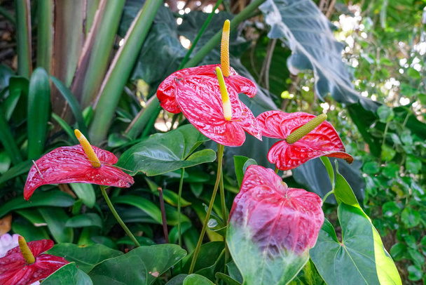Red and pink anthurium flowes named also tailflower, flamingo flower, laceleaf - Photo, Image
