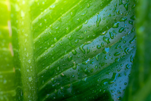 Close Up green leaf under sunlight in the garden. Natural background with copy space. - Photo, Image